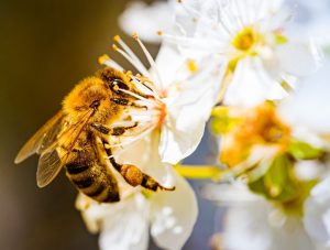 Bee on flower in wildflower area